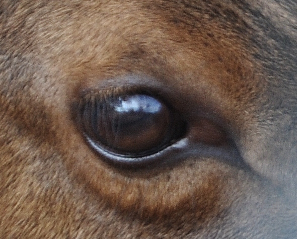 the eye of an elk